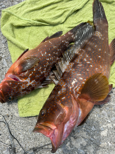 キジハタの釣果