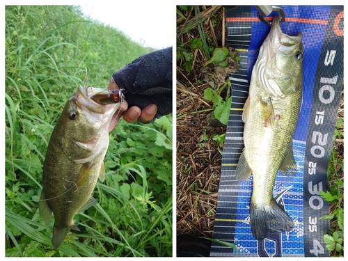 ラージマウスバスの釣果