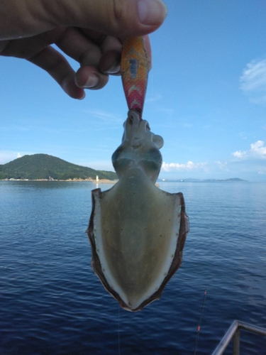 モンゴウイカの釣果