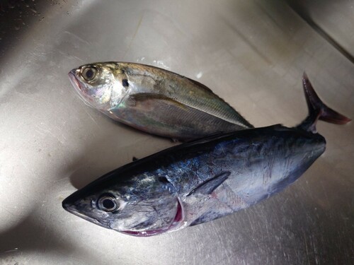 オニアジの釣果