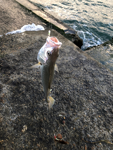 ニベの釣果