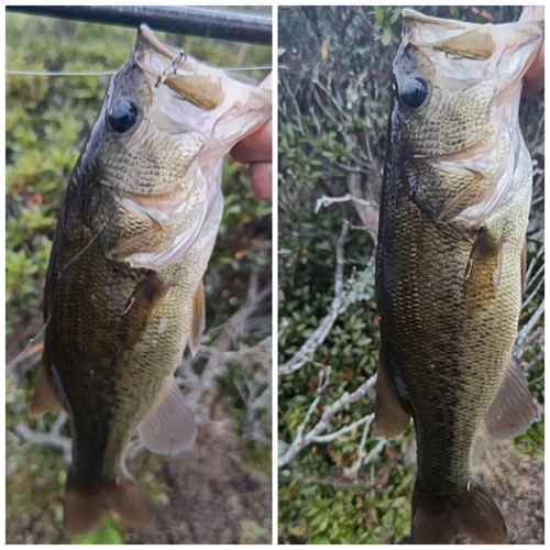 ブラックバスの釣果