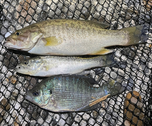 スモールマウスバスの釣果