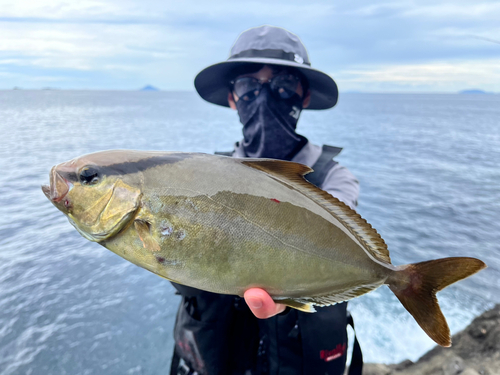 ショゴの釣果