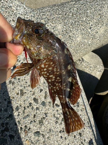 カサゴの釣果