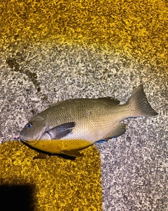 グレの釣果