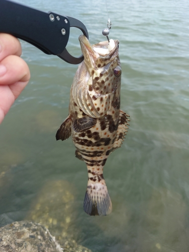 チャイロマルハタの釣果