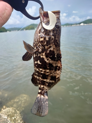 ヤイトハタの釣果