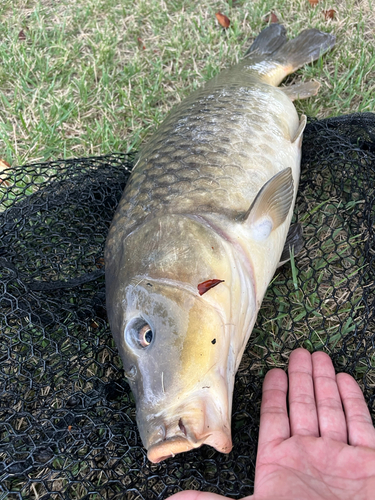 コイの釣果