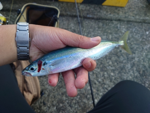 クサヤモロの釣果