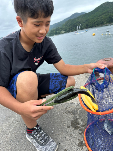 メジナの釣果