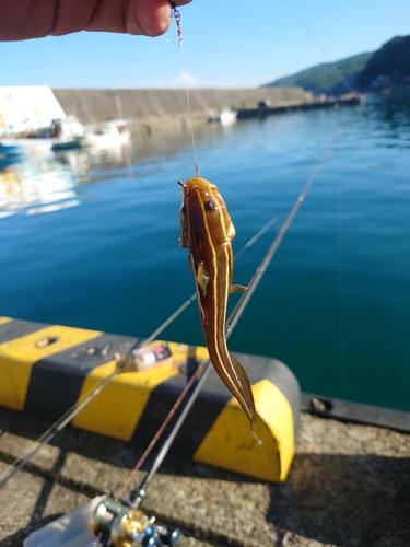 ゴンズイの釣果