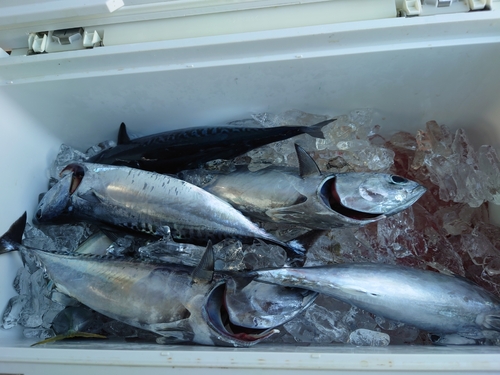 マルソウダの釣果