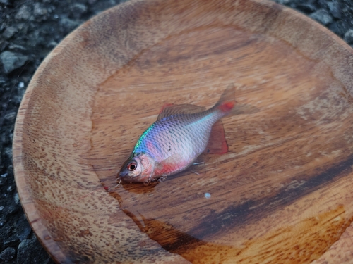 タイリクバラタナゴの釣果