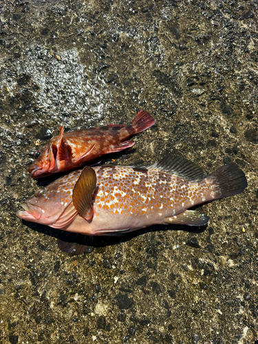 キジハタの釣果