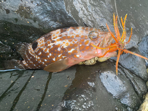 キジハタの釣果