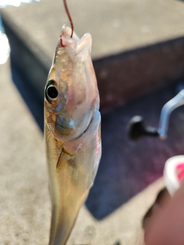 ハゼの釣果