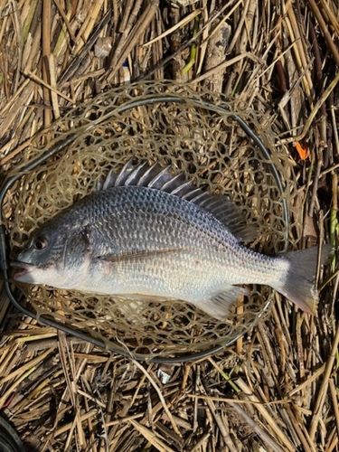 キビレの釣果