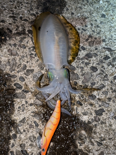 アオリイカの釣果