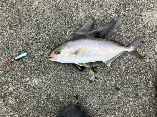 ショゴの釣果