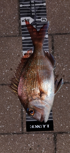 マダイの釣果