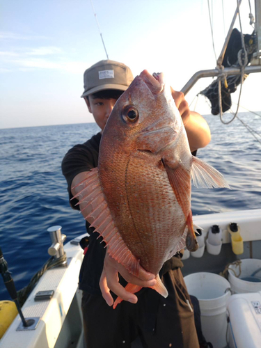 マダイの釣果