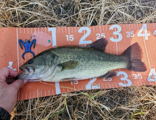 ブラックバスの釣果