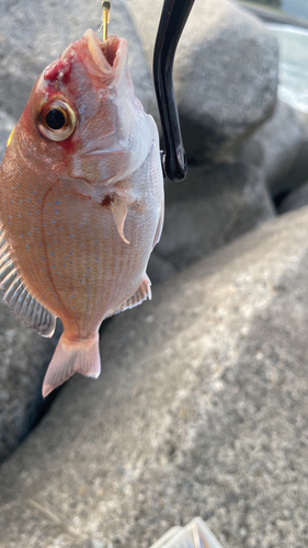 マダイの釣果