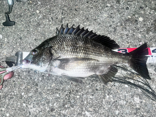 チヌの釣果