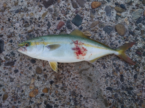 鹿島港魚釣園