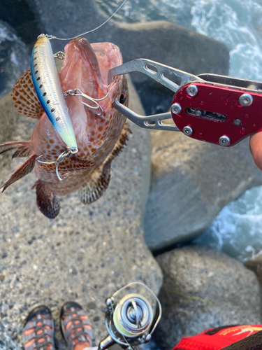 オオモンハタの釣果