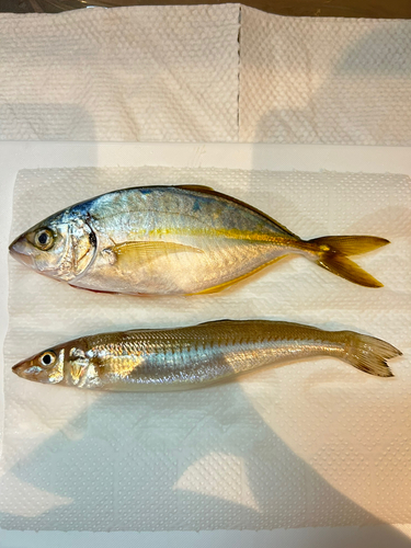 シマアジの釣果