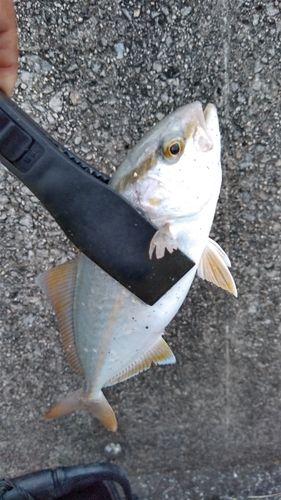 ショゴの釣果