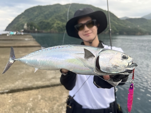 ソウダガツオの釣果