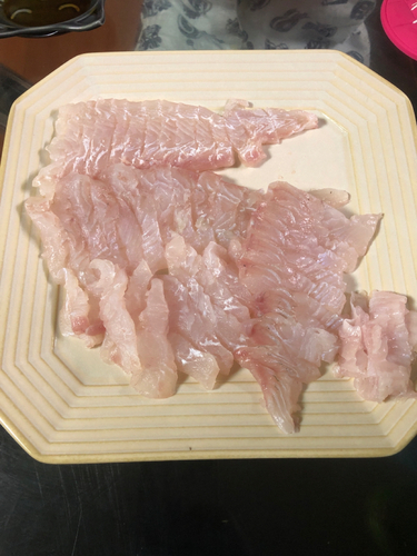 ヒラメの釣果