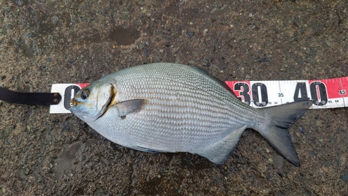 イスズミの釣果