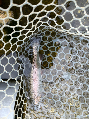 ニジマスの釣果