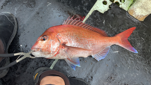 タイの釣果