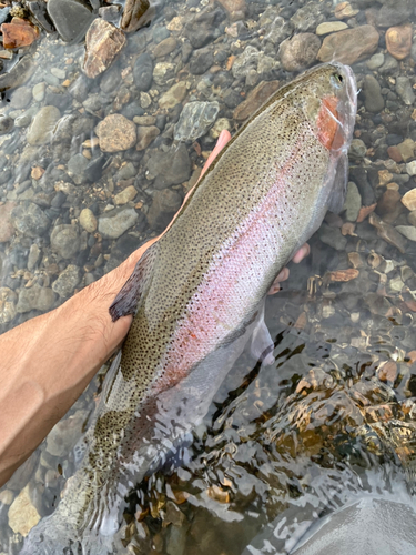 ニジマスの釣果