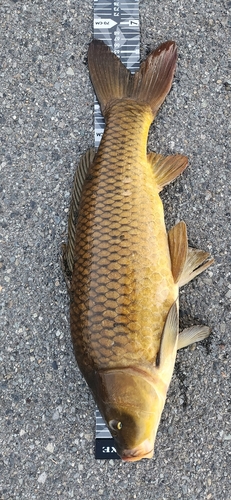 コイの釣果