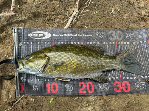 スモールマウスバスの釣果