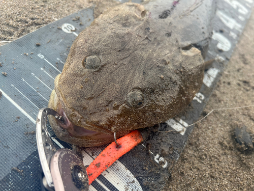 マゴチの釣果