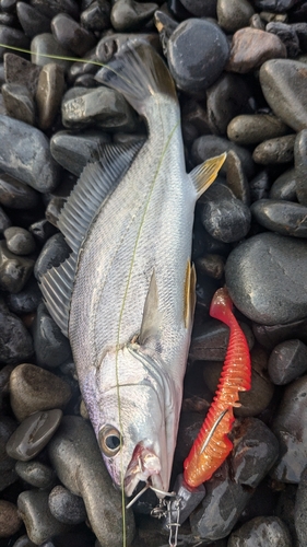 ニベの釣果