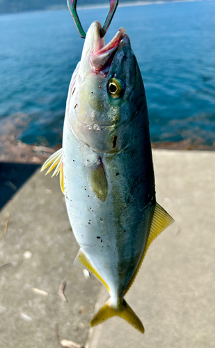 ワカシの釣果