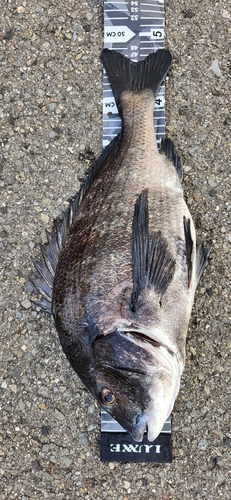 チヌの釣果