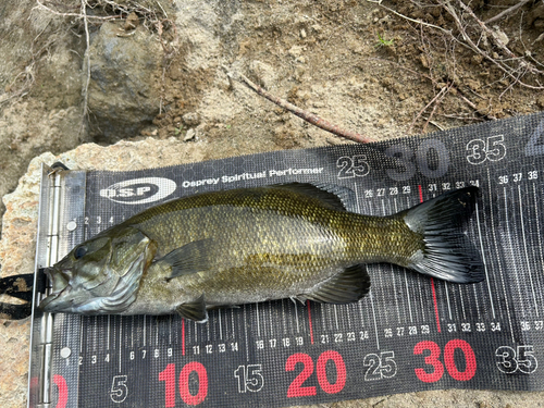 スモールマウスバスの釣果