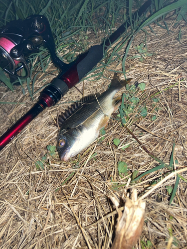 キチヌの釣果