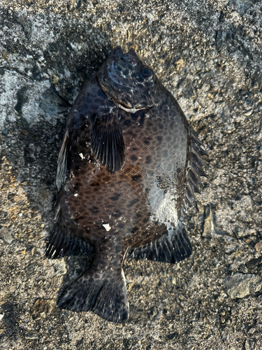 イシガキダイの釣果