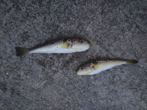 フグの釣果