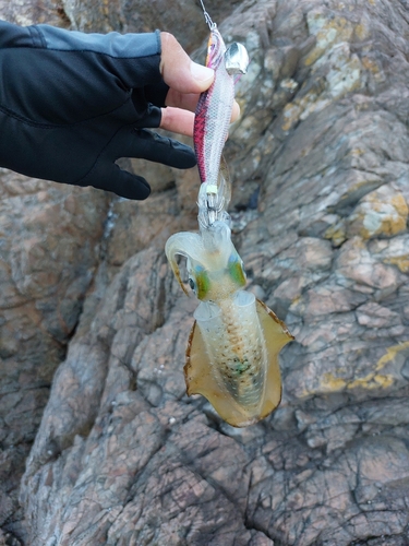 アオリイカの釣果